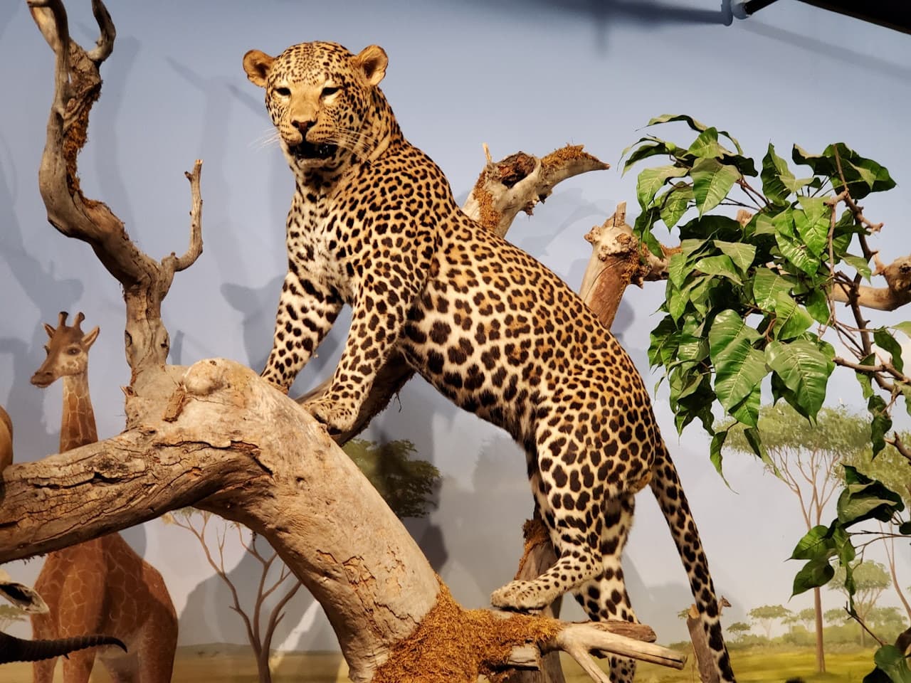 Las Vegas Natural History Museum - main image